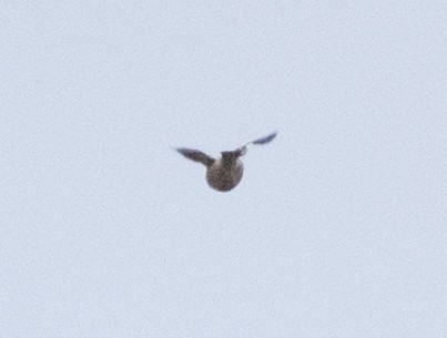 Evening Grosbeak - ML645414690