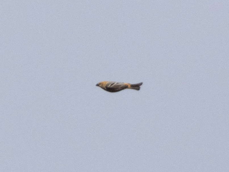 Pinu-gailupa - ML645414696