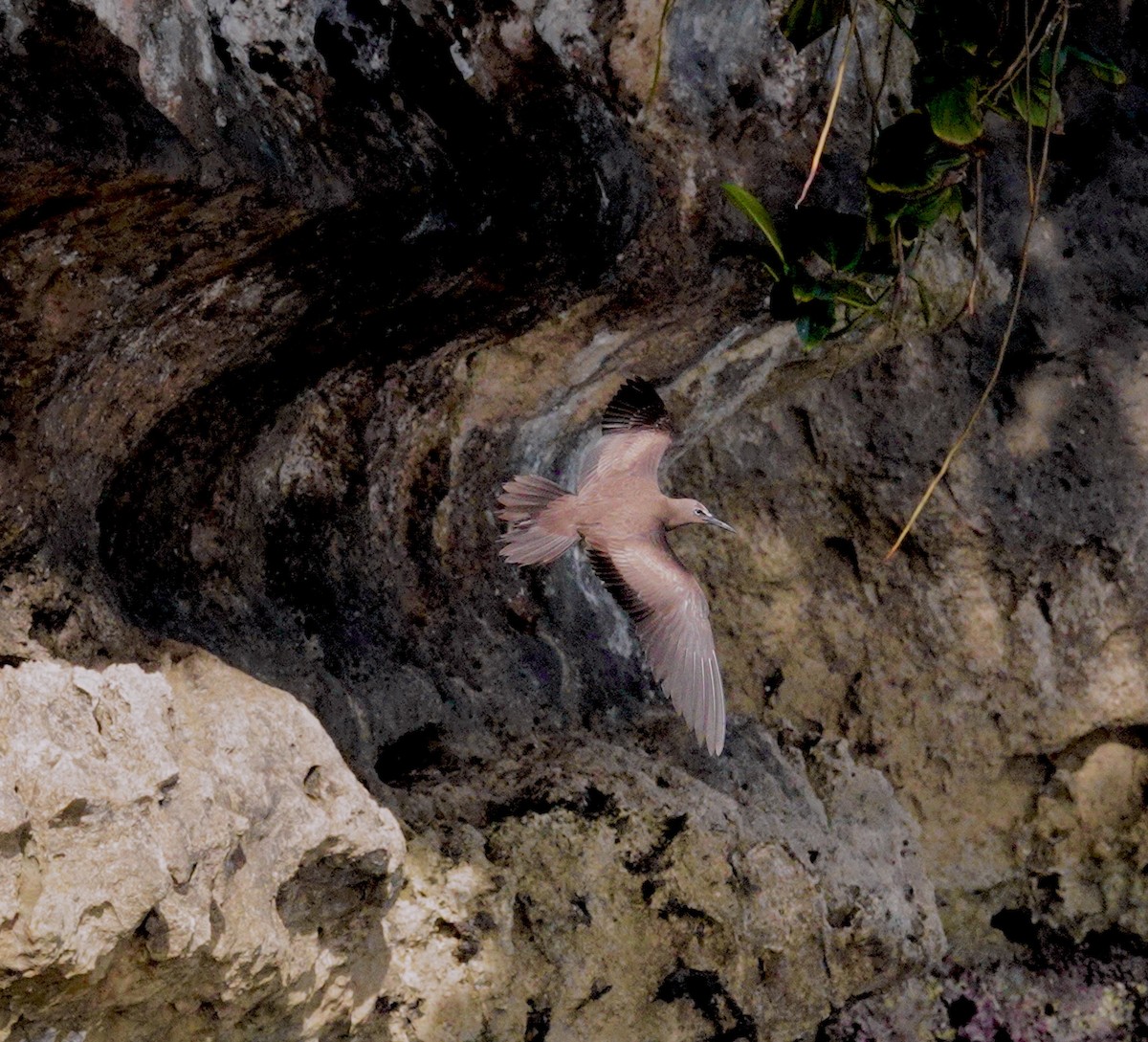 Brown Noddy - ML645414700