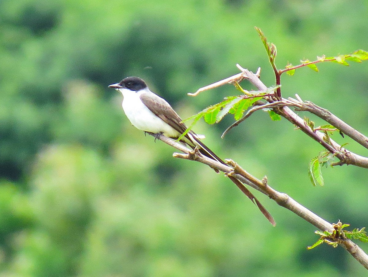 Fork-tailed Flycatcher - ML645414701