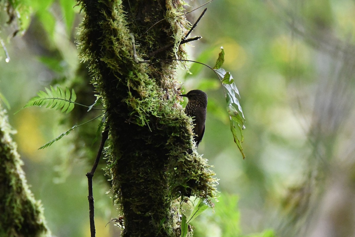 Spotted Barbtail - ML645414706