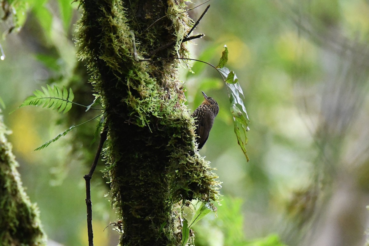 Spotted Barbtail - ML645414707