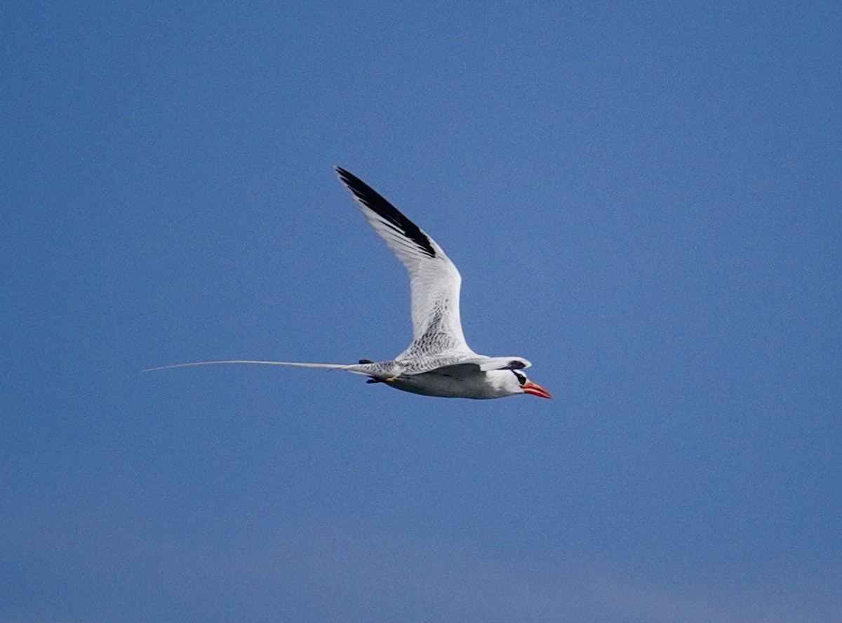 Red-billed Tropicbird - ML645414714