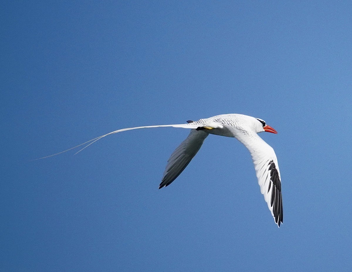 Red-billed Tropicbird - ML645414715