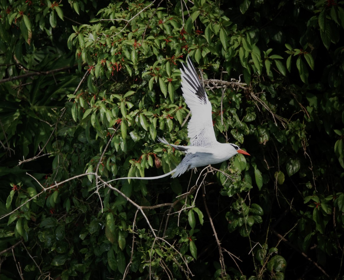 Red-billed Tropicbird - ML645414716