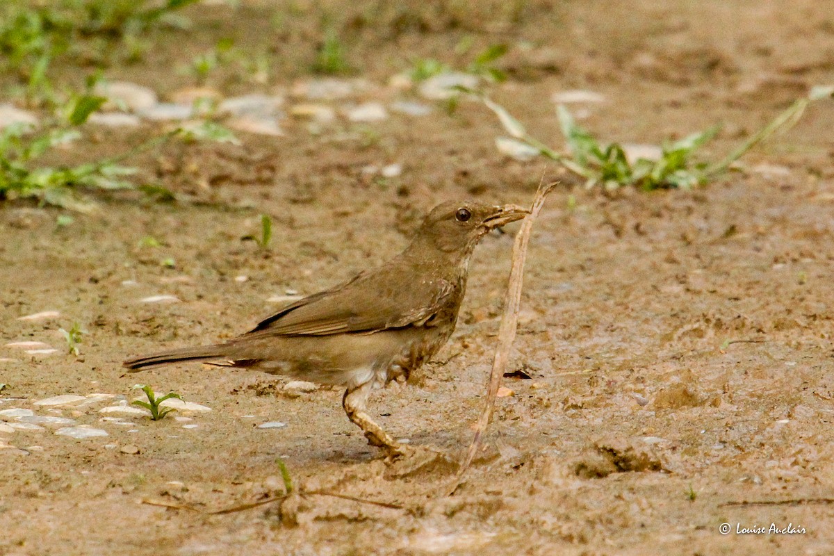 Zorzal Piquinegro - ML645414733