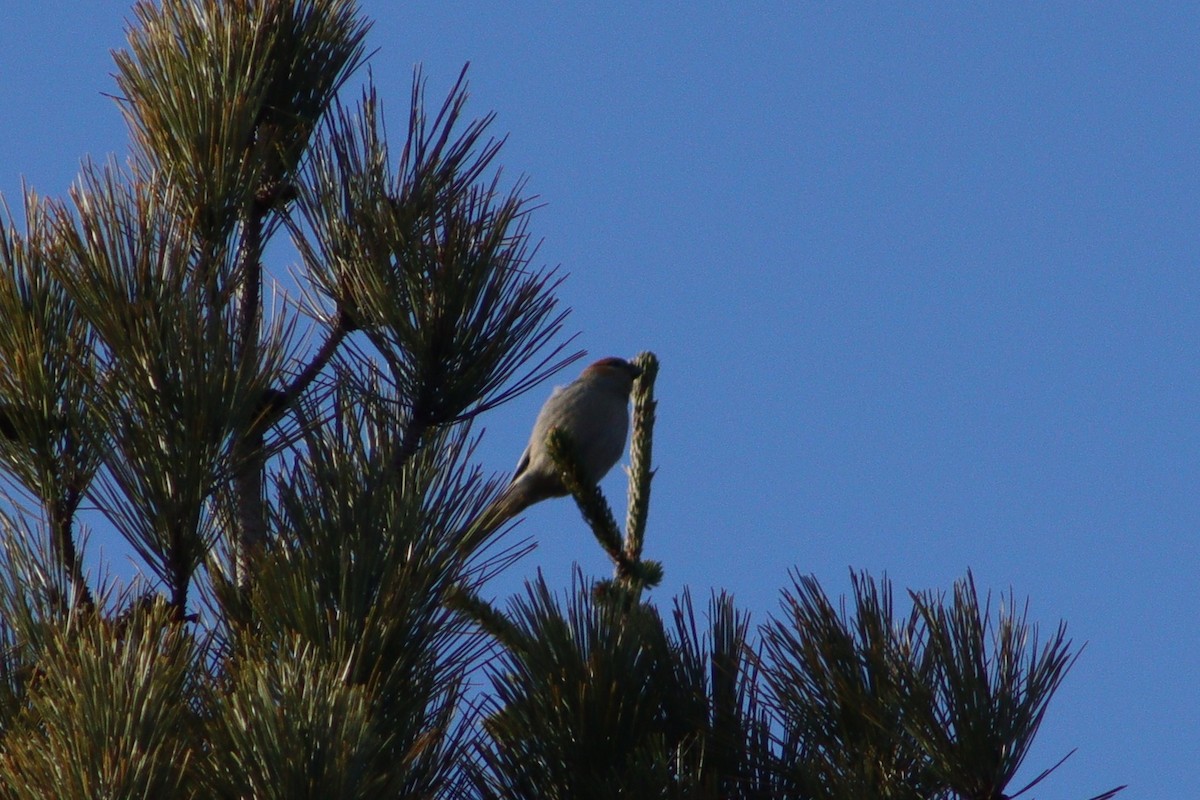 Pinu-gailupa - ML645414736