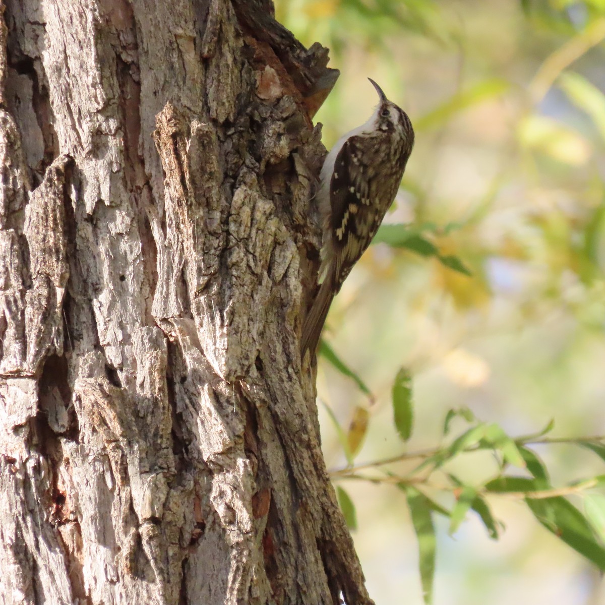 Brown Creeper - ML645414740
