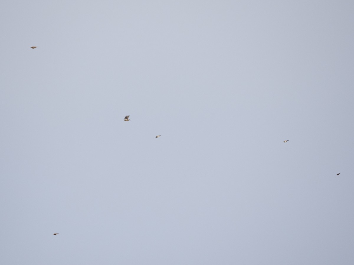 Horned Lark - ML645414759