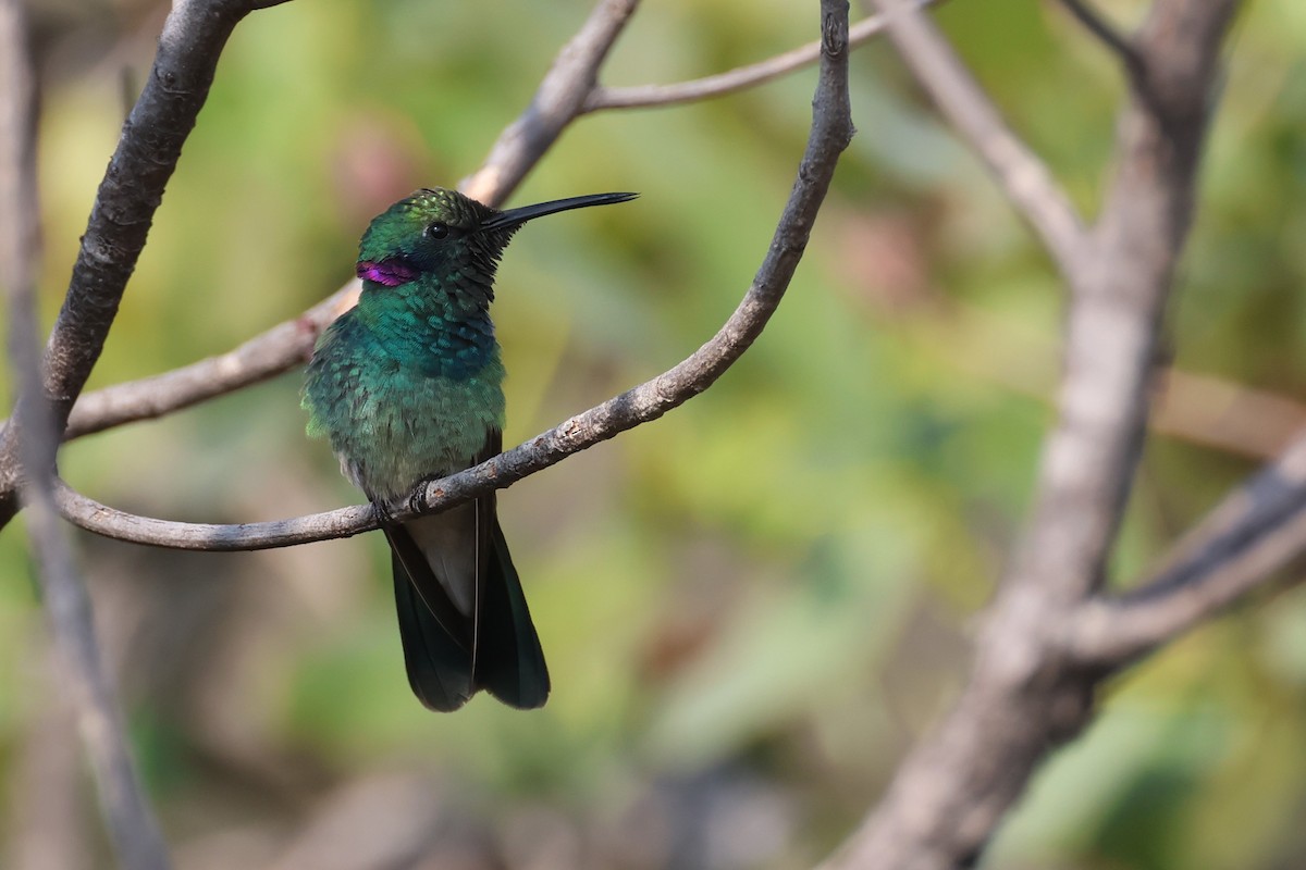 White-vented Violetear - ML645414762