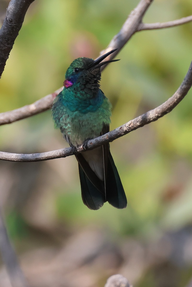 White-vented Violetear - ML645414763