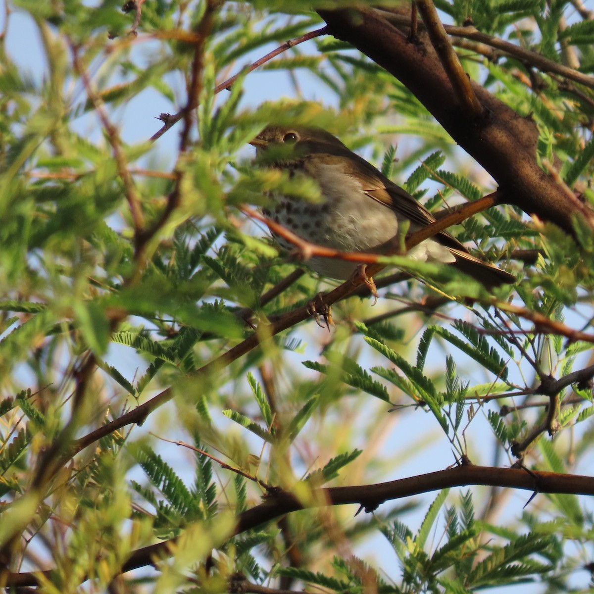 Дрізд-короткодзьоб плямистоволий - ML645414765