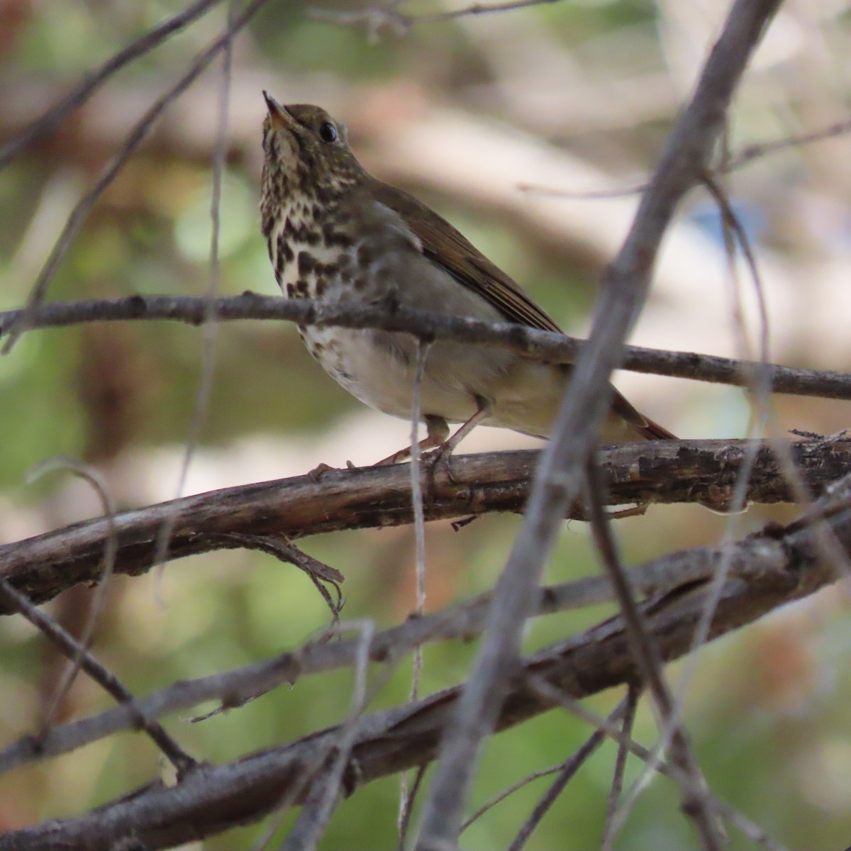 Дрізд-короткодзьоб плямистоволий - ML645414766