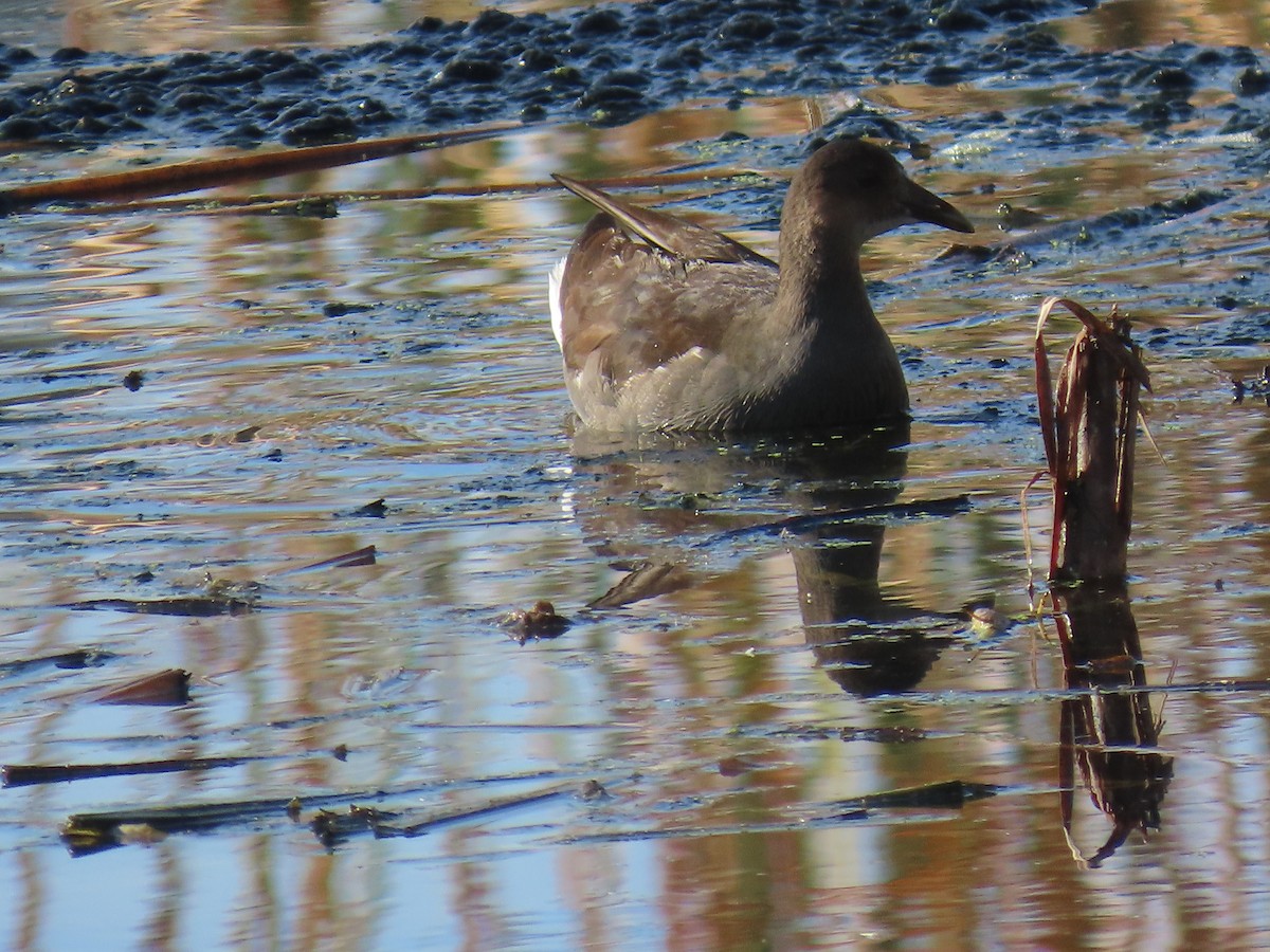 Uroilo amerikarra - ML645414792