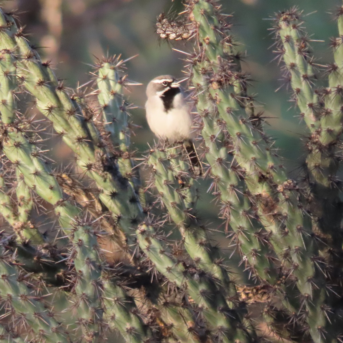 Black-throated Sparrow - ML645414798