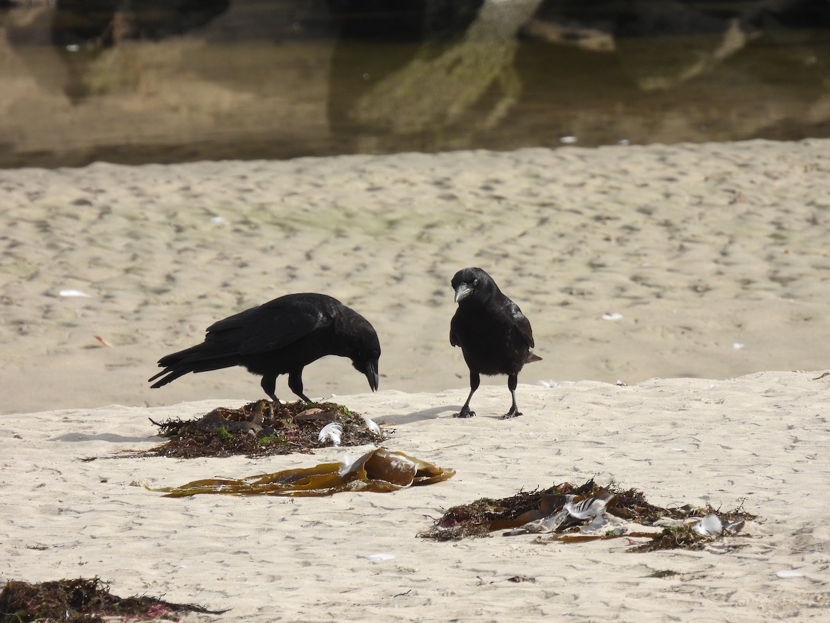 Carrion Crow - ML645414800