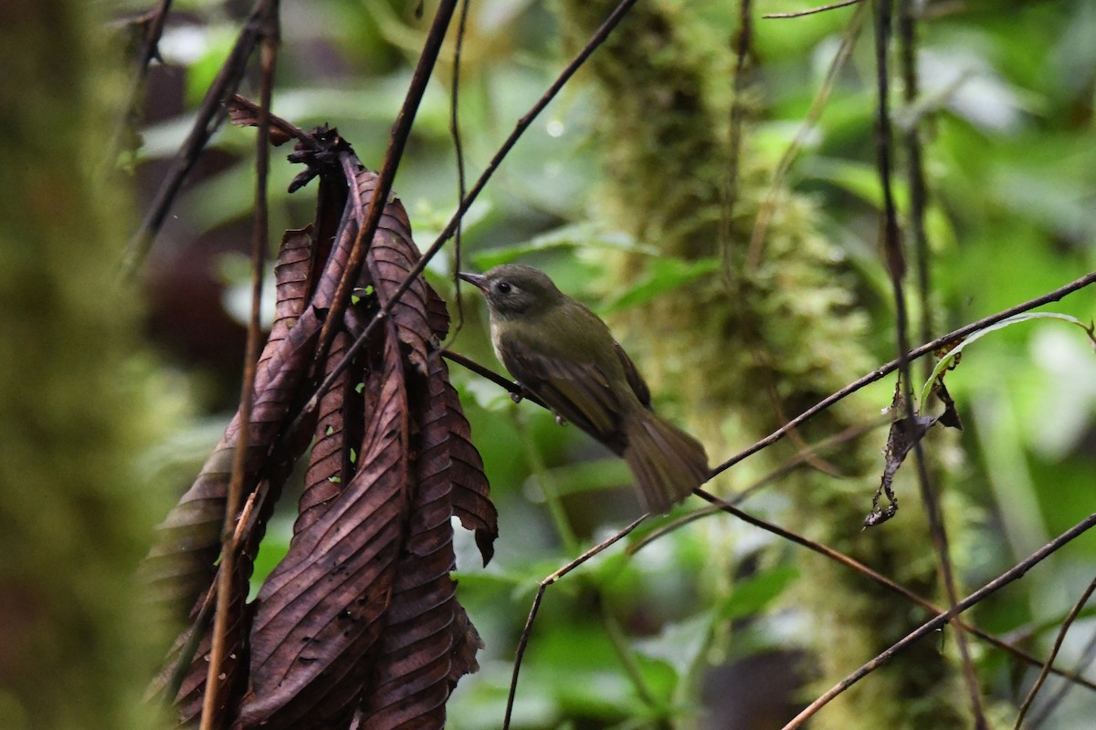 Olive-streaked Flycatcher - ML645414824