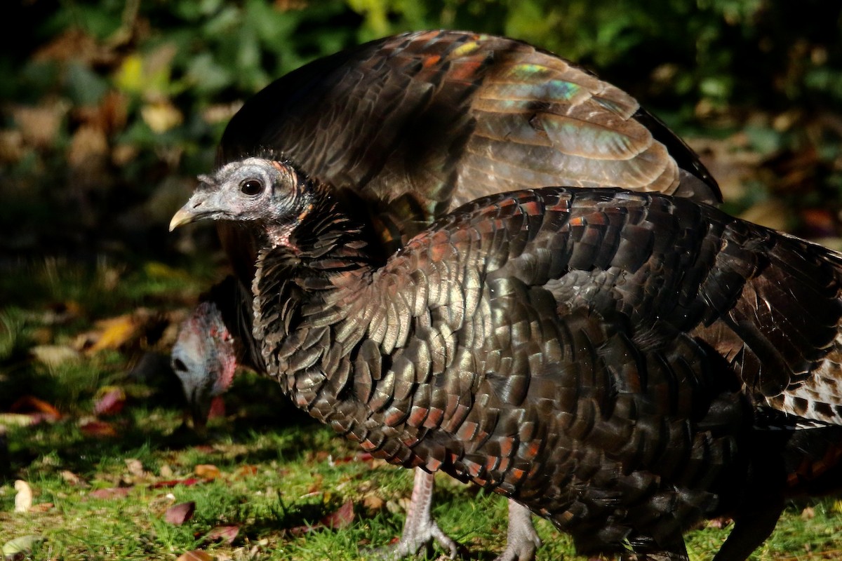 シチメンチョウ - ML645414825