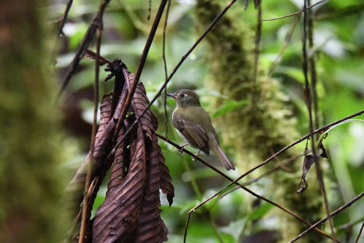 Olive-streaked Flycatcher - ML645414826