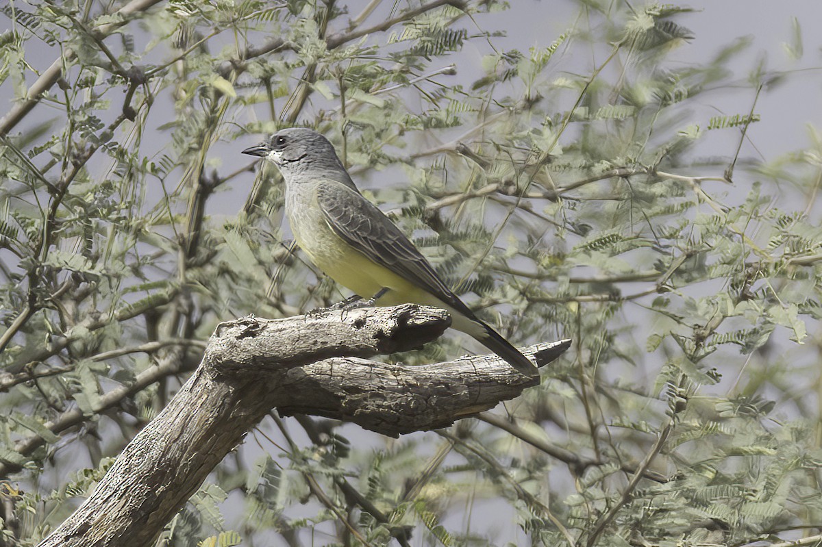 ハシボソタイランチョウ - ML645414853