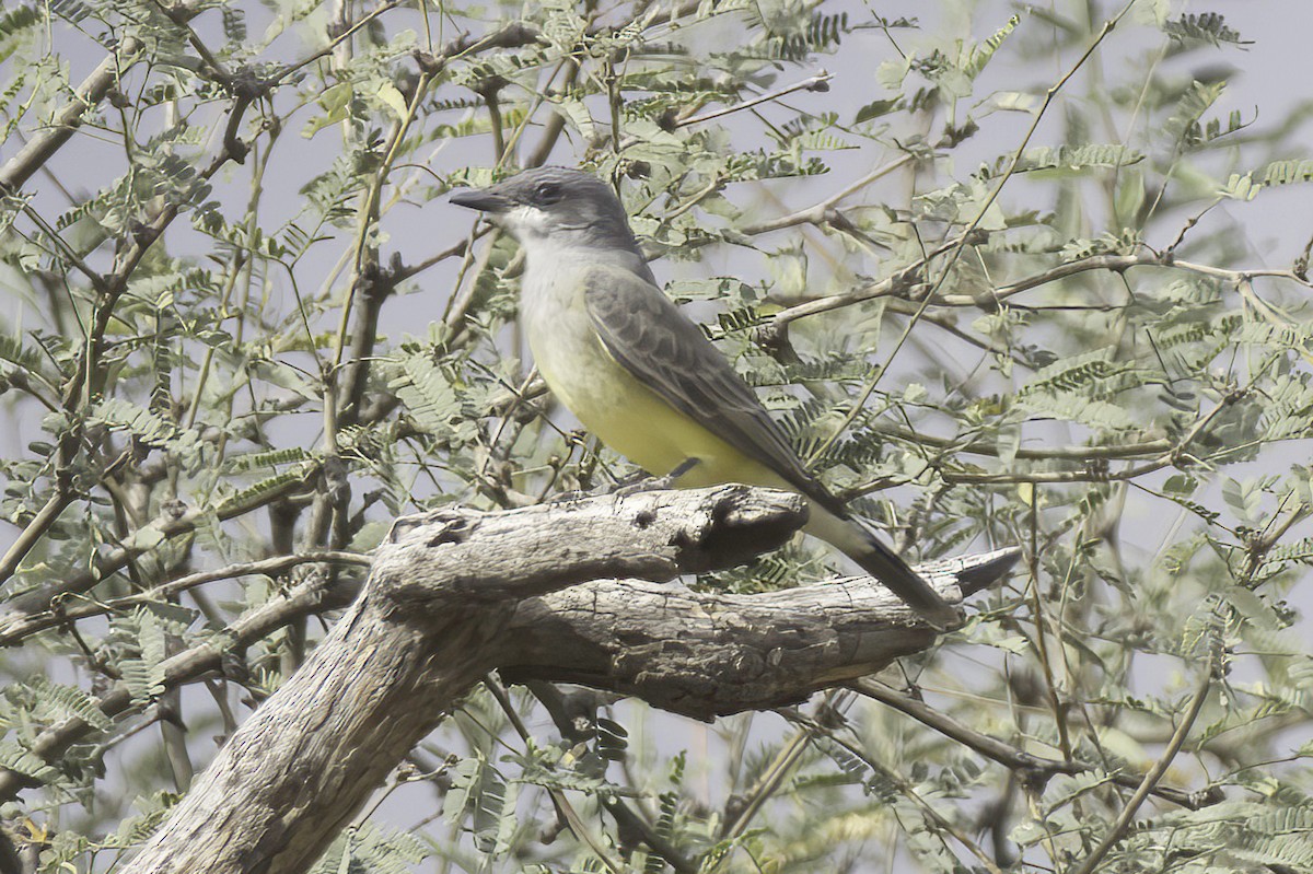 ハシボソタイランチョウ - ML645414856