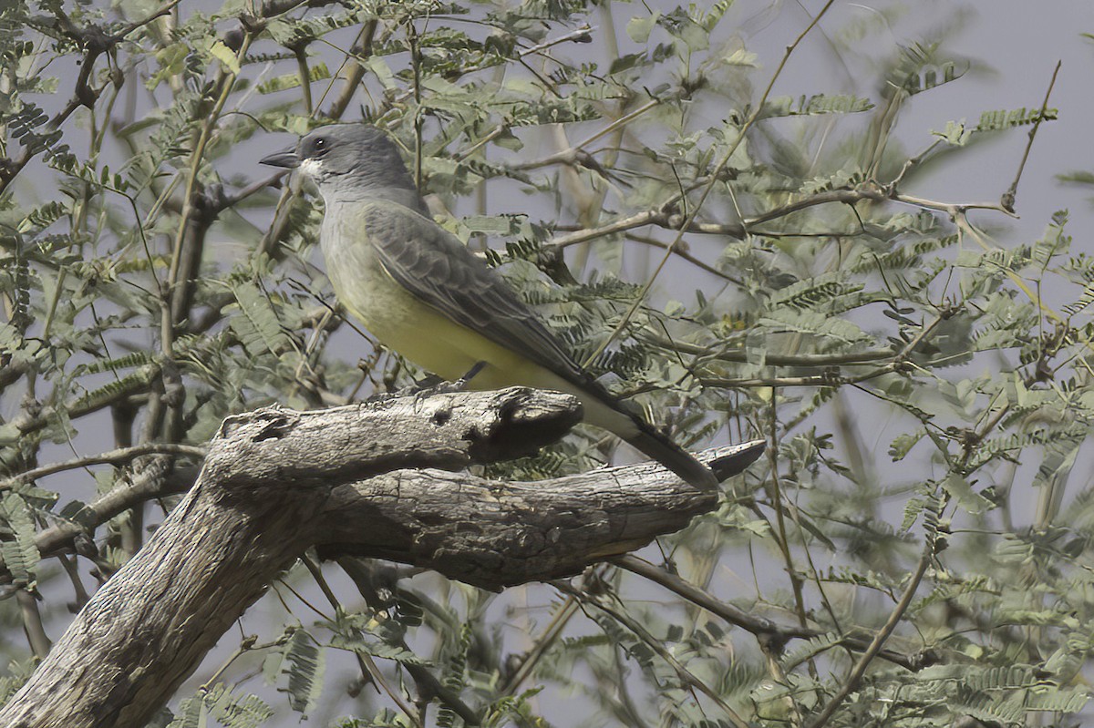 ハシボソタイランチョウ - ML645414857