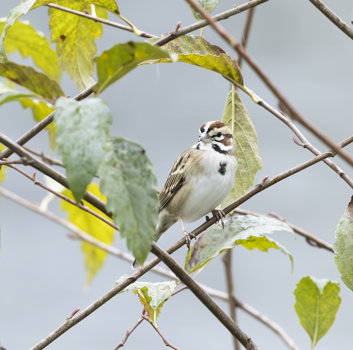 Lark Sparrow - ML645414858