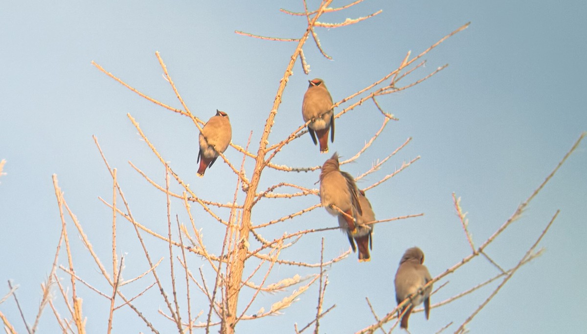 Bohemian Waxwing - ML645414859