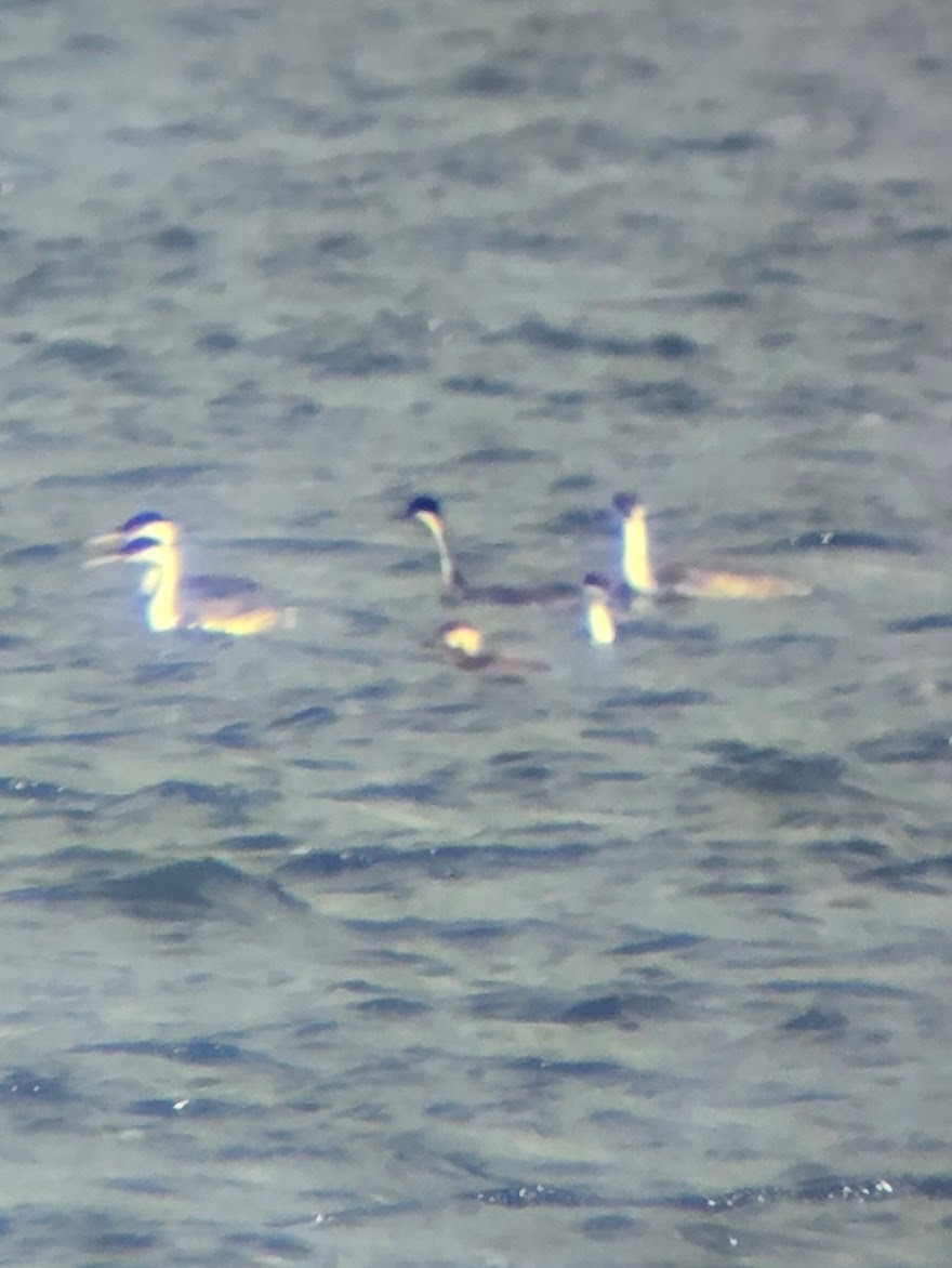 Black Scoter - ML645414862