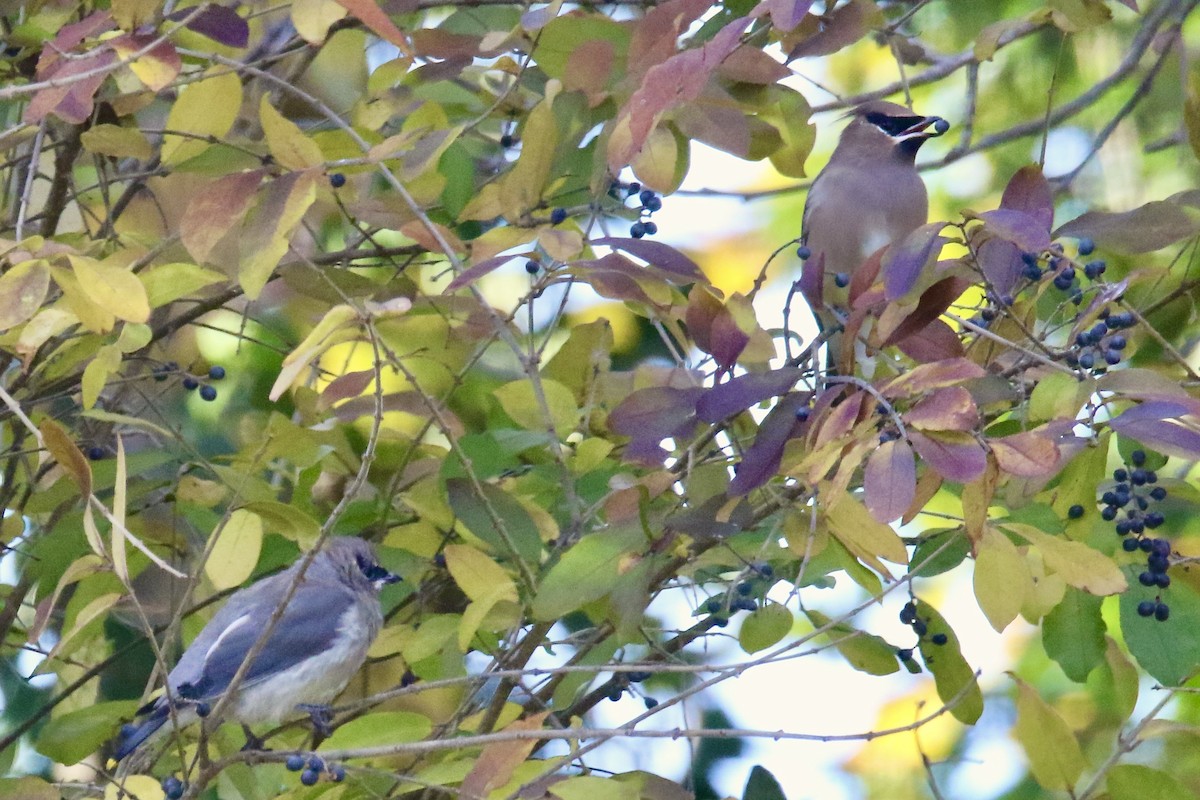 Cedar Waxwing - ML645414867