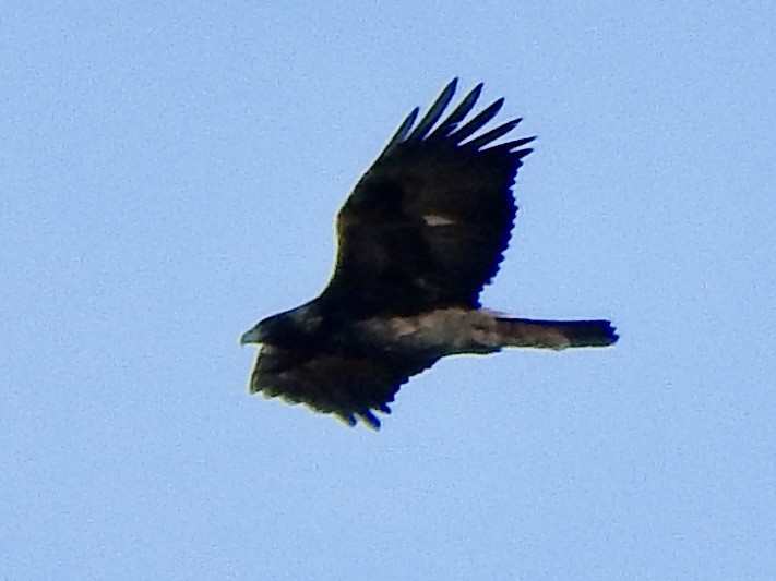 Golden Eagle - ML645414868