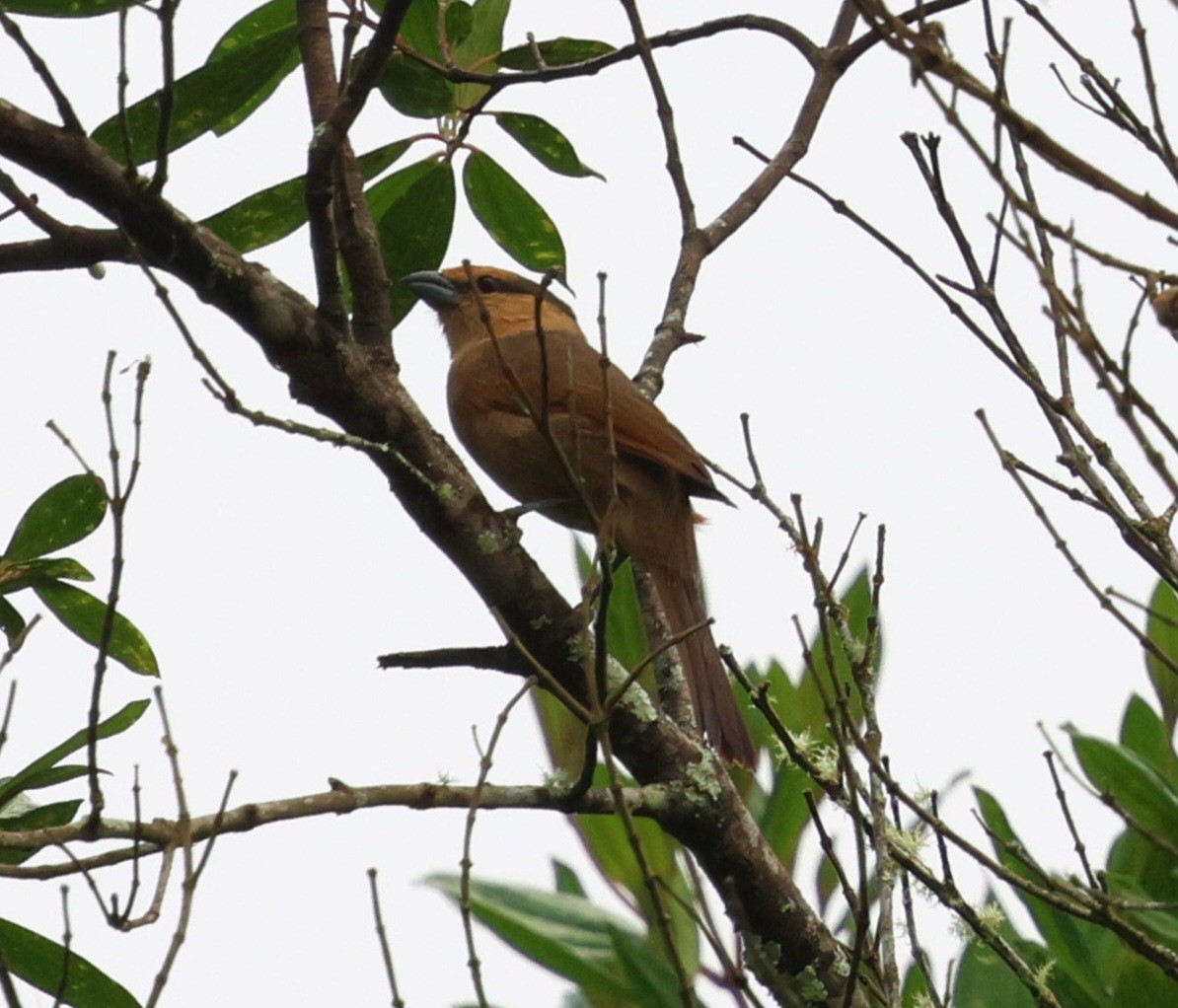 Brown Tanager - ML645414869