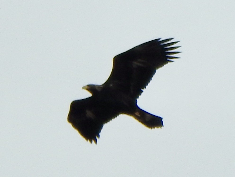 Golden Eagle - ML645414870