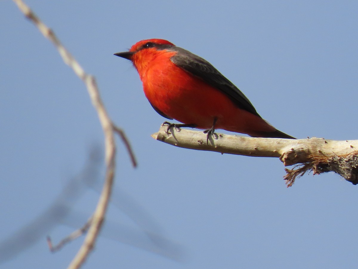 Vermilion Flycatcher - ML645414871