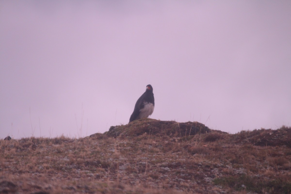 Mountain Caracara - ML645414872