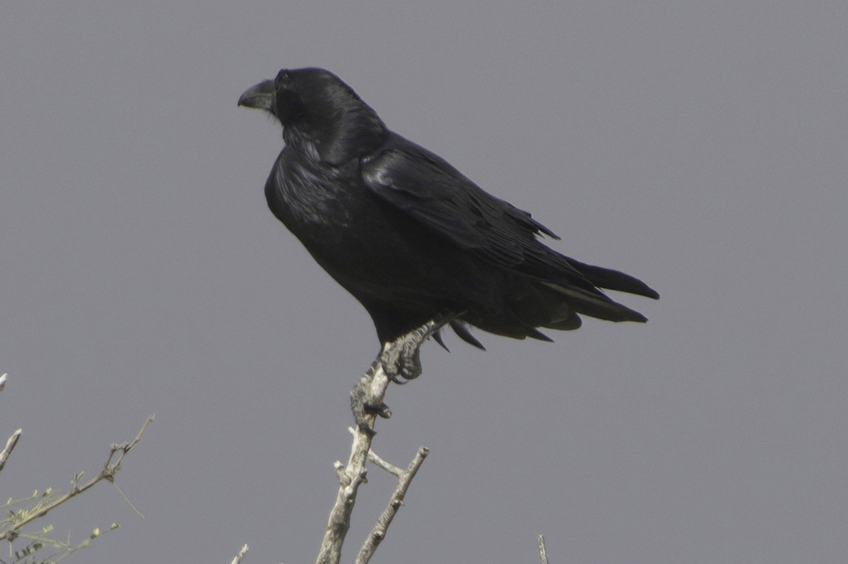 עורב שחור - ML645414874