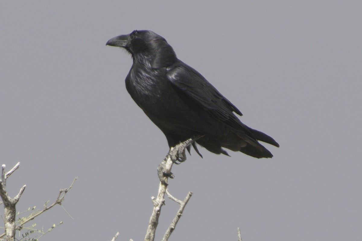 עורב שחור - ML645414878