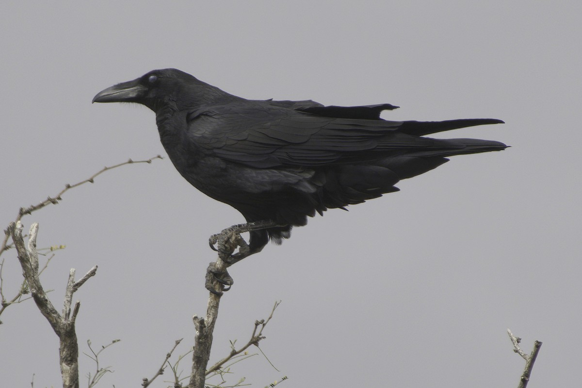 עורב שחור - ML645414879