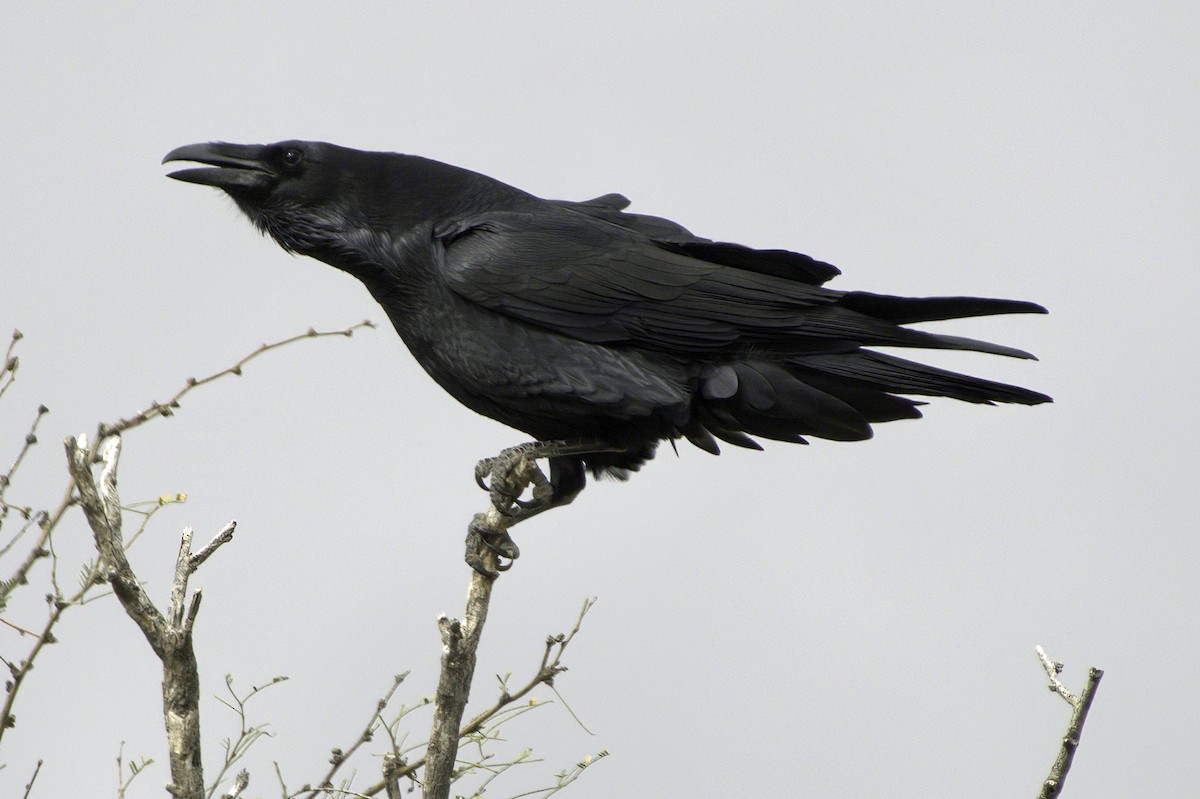 עורב שחור - ML645414880