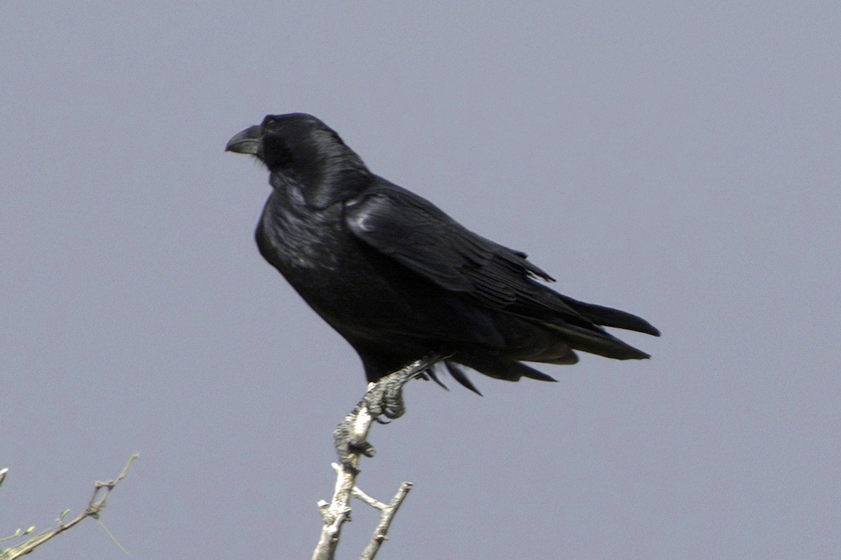 עורב שחור - ML645414882