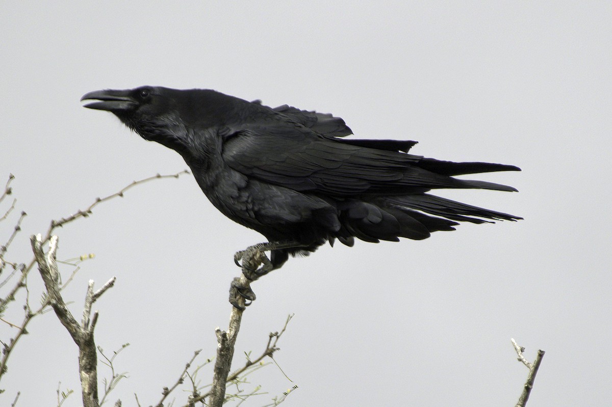 עורב שחור - ML645414883