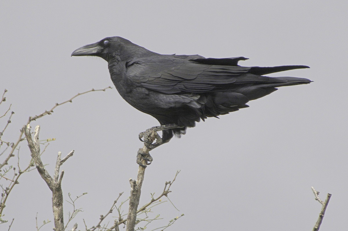 עורב שחור - ML645414884