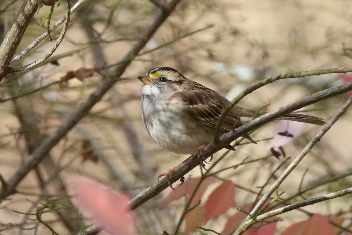 White-throated Sparrow - ML645414888