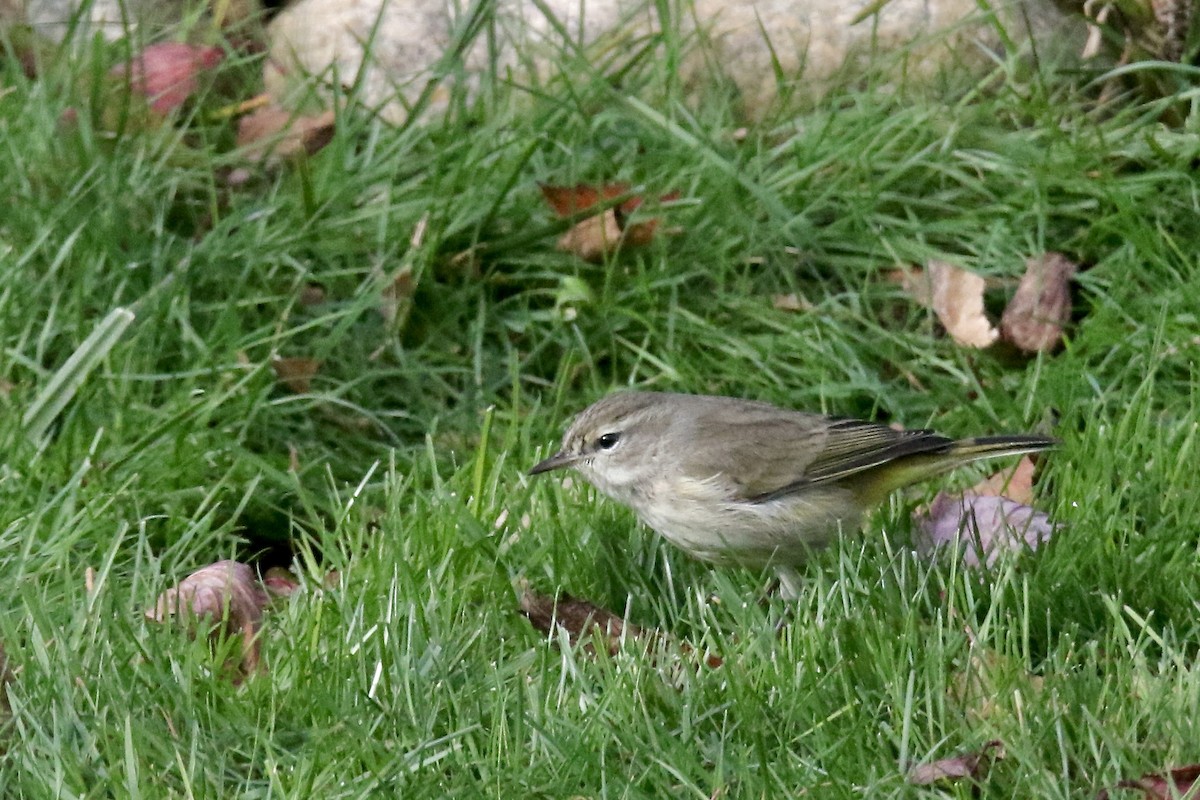 Palm Warbler (Western) - ML645414889