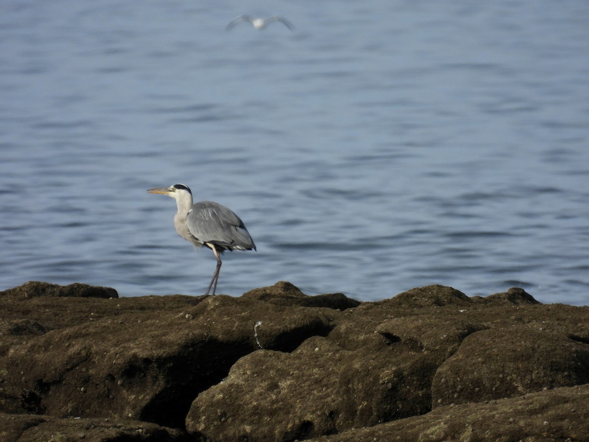 Gray Heron - ML645414890