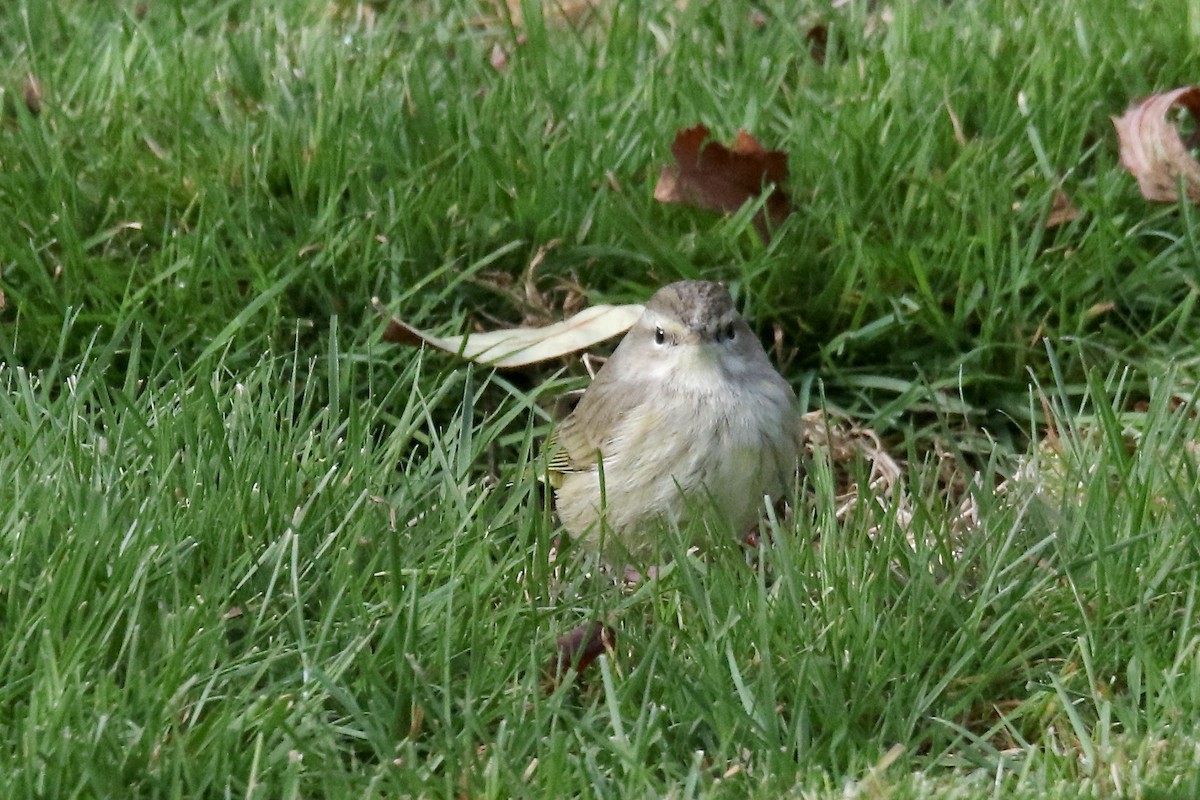 Palm Warbler (Western) - ML645414895