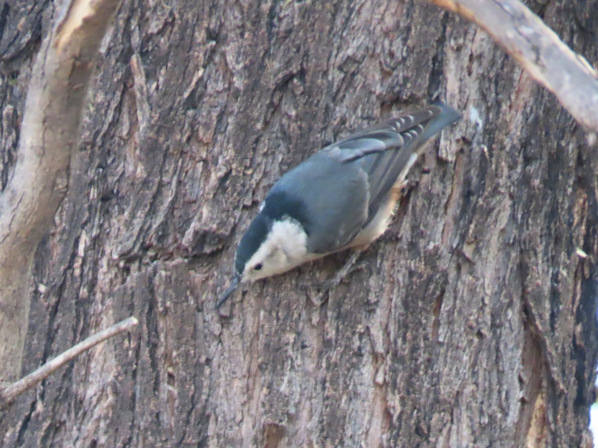 White-breasted Nuthatch - ML645414901