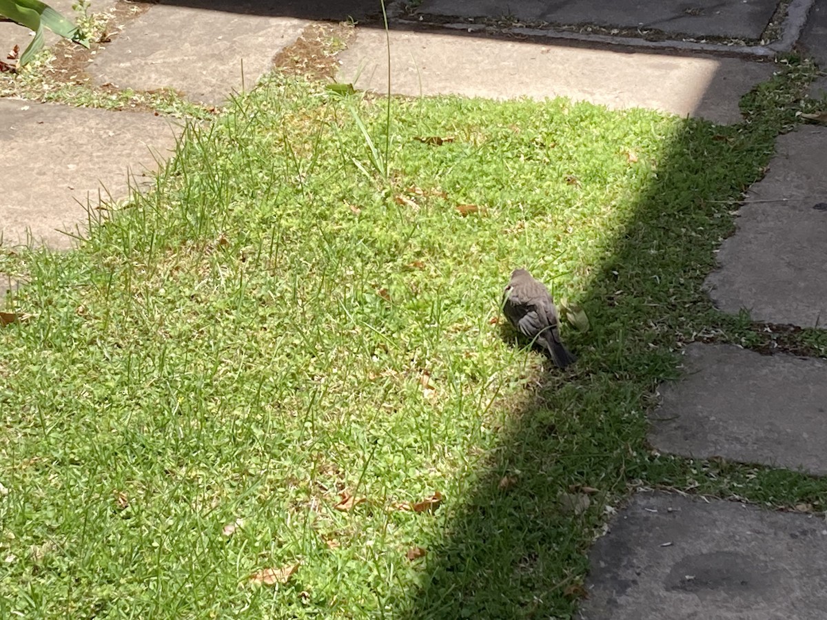 テリバネコウウチョウ - ML645414913