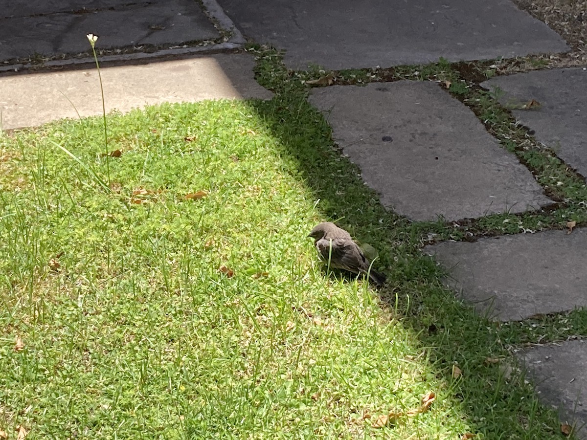 テリバネコウウチョウ - ML645414914