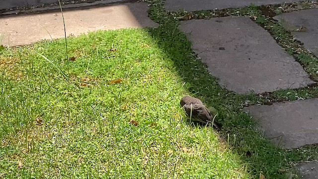 Shiny Cowbird - ML645414915